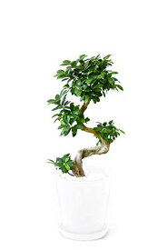 観葉植物 本物 ガジュマル（昇り竜） セラアート鉢 8号鉢 大型 インテリア 開店祝い お祝い 新築祝い フィカス属 ガジュマルの木 がじゅまる ブラック ホワイト セラート鉢 室内 オフィス ギフト プレゼント
