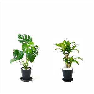 y1101:59܂Ń|Cg2{zϗtA { 6+6 2Zbg ZA[g Xe TXxA K̖ Ex[^ NVAE[A bJ AJV AXE 