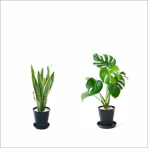 y1101:59܂Ń|Cg2{zϗtA { 6+6 2Zbg ZA[g Xe TXxA K̖ Ex[^ NVAE[A bJ AJV AXE 