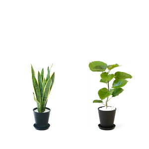 y1101:59܂Ń|Cg2{zϗtA { 6+6 2Zbg ZA[g Xe TXxA K̖ Ex[^ NVAE[A bJ AJV AXE 