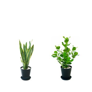 y1101:59܂Ń|Cg2{zϗtA { 6+6 2Zbg ZA[g Xe TXxA K̖ Ex[^ NVAE[A bJ AJV AXE 