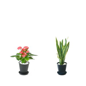 ϗtA { 6+6 2Zbg ZA[g Xe TXxA K̖ Ex[^ NVAE[A bJ AJV AXE  ubN zCg Z[