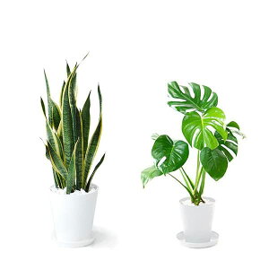 y1101:59܂Ń|Cg2{zϗtA { 8+6 2Zbg ZA[g ^ pL Xe bJ K̖ TXxA |gX KW} AJV QbLc ubN z