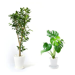 y16܂Ń|Cg3{zϗtA { 8+6 2Zbg ZA[g ^ pL Xe bJ K̖ TXxA |gX KW} AJV QbLc ubN zC