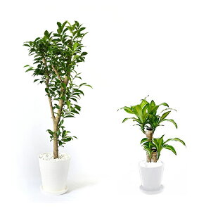 y1101:59܂Ń|Cg2{zϗtA { 8+6 2Zbg ZA[g ^ pL Xe bJ K̖ TXxA |gX KW} AJV QbLc ubN z