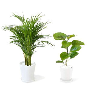 y1101:59܂Ń|Cg2{zϗtA { 8+6 2Zbg ZA[g ^ pL Xe bJ K̖ TXxA |gX KW} AJV QbLc ubN z