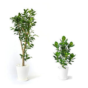 y1101:59܂Ń|Cg2{zϗtA { 8+6 2Zbg ZA[g ^ pL Xe bJ K̖ TXxA |gX KW} AJV QbLc ubN z