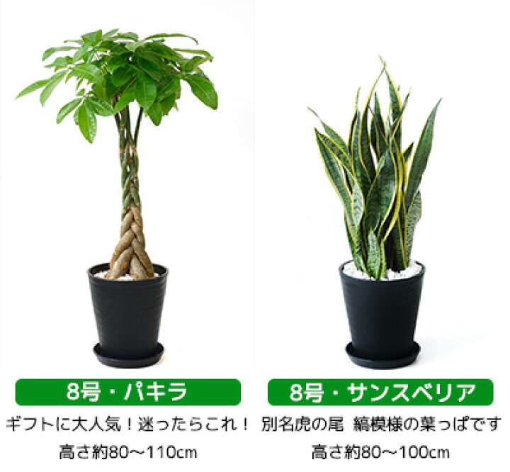 最大81 Offクーポン 観葉植物 おしゃれ 選べる種類 8号鉢 100cm 送料無料 全国配送 北海道 沖縄は除く パキラ 幸福の木 お祝い 開店 移転 Ka8