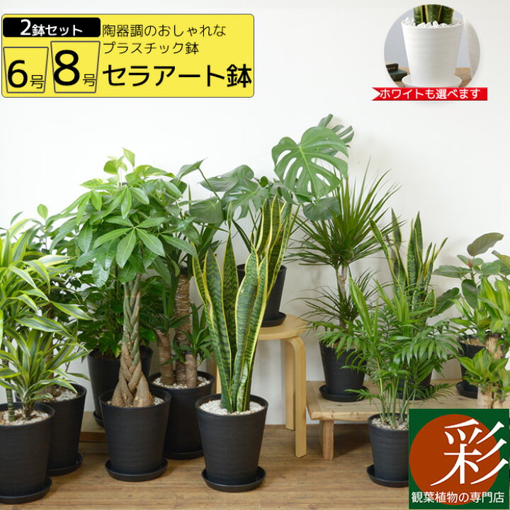 楽天市場 限定クーポン配布中 観葉植物 送料無料2鉢セット 8号鉢 6号鉢 セラアート鉢 モンステラ 幸福の木 パキラ ウンベラータ サンスベリア ポトス ガジュマル ドラセナ アレカヤシ シルクジャスミン ブラック ホワイト セラート鉢 大型 インテリア 開店祝い 福袋