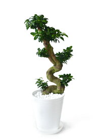 観葉植物 ガジュマル 10号鉢 大型 本物 (昇り竜) セラアート鉢 多幸の木 観葉植物 がじゅまる フィカス属 インテリア アジアン 引越し祝い 開店祝い 移転祝い お祝い 新築祝い ブラック ホワイト セラート鉢 ガジュマルの木