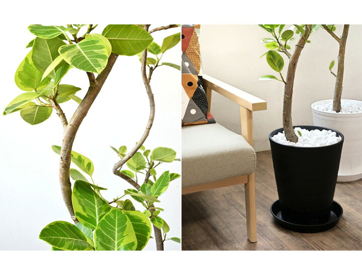 楽天市場】【20日限定ポイント2倍】観葉植物 10号鉢 パキラ フィカス 