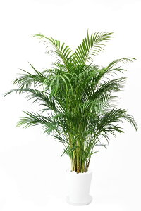 AJV ϗtA V̖ 10 ^ ZA[g { ϗtA AJV̖ zj Vzj JXj ړ]j ubN zCg Z[g CeA  ItBX M