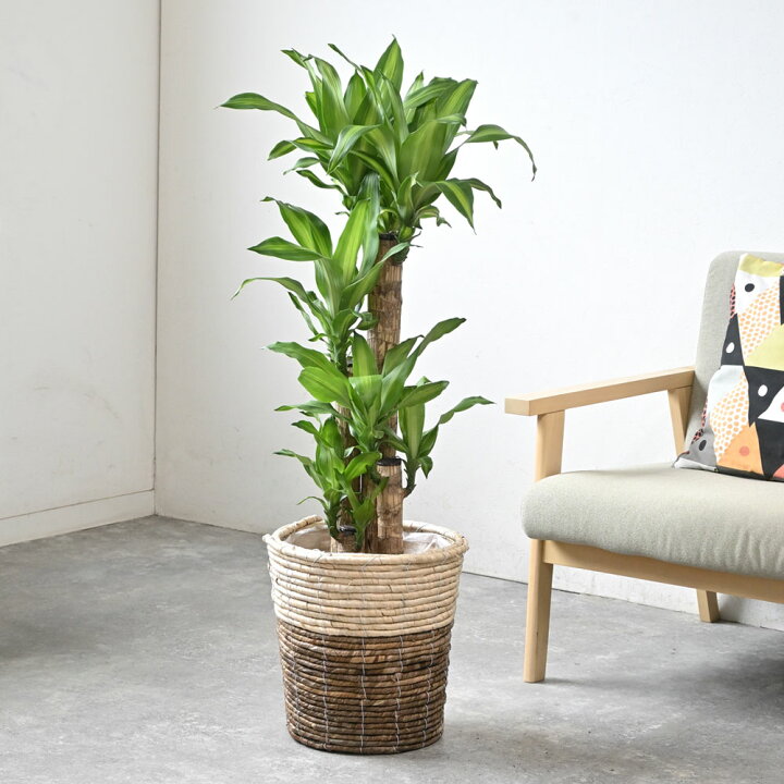 楽天市場】観葉植物 幸福の木 8号鉢 選べる鉢カバー付 セット 大型 
