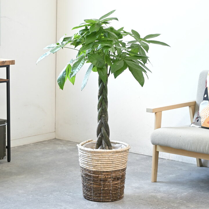 楽天市場】パキラ 8号鉢 選べる鉢カバー付 セット 観葉植物 本物 大型 