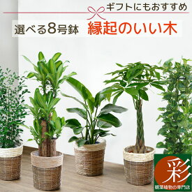 楽天市場 観葉植物 種類 植物 ドラセナ 幸福の木 の通販