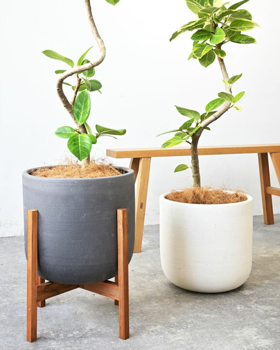 楽天市場】観葉植物 フィカス・アルテシーマ・バリエガタ 7号鉢 曲がり  