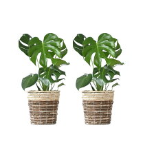 楽天市場】ユッカ（種類（植物）モンステラ）の通販