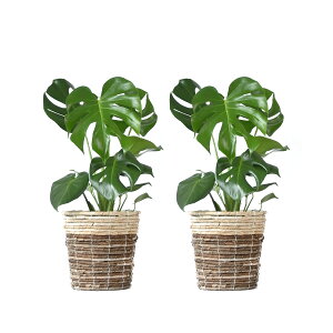 yy3%N[|zzzϗtA { 6+6 2Zbg Jo[t Xe TXxA K̖ bJ NVAE[A U~INJX AJVAXE h