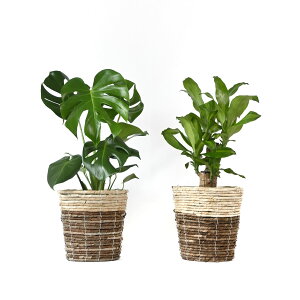 y1101:59܂Ń|Cg2{zϗtA { 6+6 2Zbg Jo[t Xe TXxA K̖ bJ NVAE[A U~INJX AJVAXE hZ