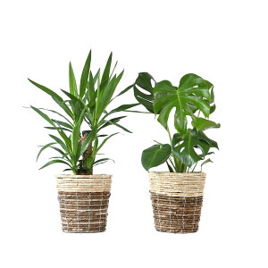 y1101:59܂Ń|Cg2{zϗtA { 6+6 2Zbg Jo[t Xe TXxA K̖ bJ NVAE[A U~INJX AJVAXE hZ