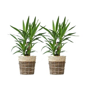 ϗtA { 6+6 2Zbg Jo[t Xe TXxA K̖ bJ NVAE[A U~INJX AJVAXE hZiEWF  Ce