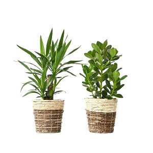 ϗtA { 6+6 2Zbg Jo[t Xe TXxA K̖ bJ NVAE[A U~INJX AJVAXE hZiEWF  Ce