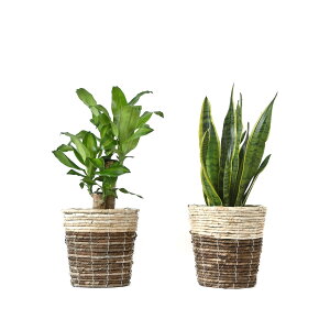 ϗtA { 6+6 2Zbg Jo[t Xe TXxA K̖ bJ NVAE[A U~INJX AJVAXE hZiEWF  Ce