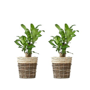 ϗtA { 6+6 2Zbg Jo[t Xe TXxA K̖ bJ NVAE[A U~INJX AJVAXE hZiEWF  Ce