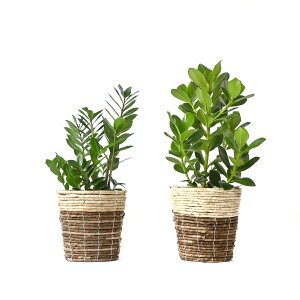 ϗtA { 6+6 2Zbg Jo[t Xe TXxA K̖ bJ NVAE[A U~INJX AJVAXE hZiEWF  Ce