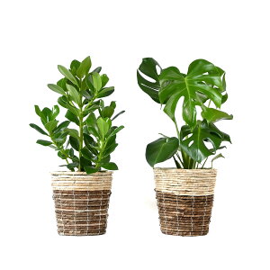 �y11��01:59�܂Ń|�C���g2�{�z�ϗt�A�� �{�� 6����+6���� 2���Z�b�g ���J�o�[�t�� �����X�e�� �T���X�x���A �K���̖� ���b�J �N���V�A�E���[�A �U�~�I�N���J�X �A���J���V�A���X���E�� �h���Z