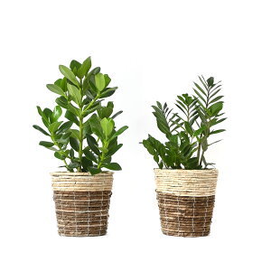 y1101:59܂Ń|Cg2{zϗtA { 6+6 2Zbg Jo[t Xe TXxA K̖ bJ NVAE[A U~INJX AJVAXE hZ