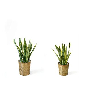 yy3%N[|zzzϗtA { 7+6 2Zbg Jo[t ^ Xe K̖ j ߂  bJ pL TXxA KW} QbLc Ex