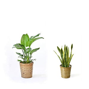 y1101:59܂Ń|Cg2{zϗtA { 7+6 2Zbg Jo[t ^ Xe K̖ j ߂  bJ pL TXxA KW} QbLc Ex[