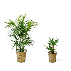 ϗtA { 7+6 2Zbg Jo[t ^ Xe K̖ j ߂  bJ pL TXxA KW} QbLc Ex[^  CeA 