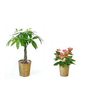 ϗtA { 7+6 2Zbg Jo[t ^ Xe K̖ j ߂  bJ pL TXxA KW} QbLc Ex[^  CeA 