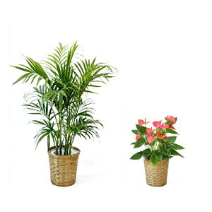 ϗtA { 7+6 2Zbg Jo[t ^ Xe K̖ j ߂  bJ pL TXxA KW} QbLc Ex[^  CeA 