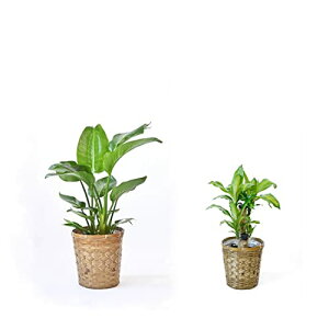 ϗtA { 7+6 2Zbg Jo[t ^ Xe K̖ j ߂  bJ pL TXxA KW} QbLc Ex[^  CeA 