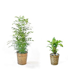 y1101:59܂Ń|Cg2{zϗtA { 7+6 2Zbg Jo[t ^ Xe K̖ j ߂  bJ pL TXxA KW} QbLc Ex[