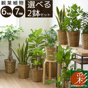 6号 観葉植物の人気商品 通販 価格比較 価格 Com