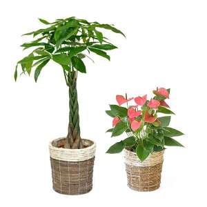 ϗtA { 8+6 2Zbg Jo[t ^ pL Xe TXxA CeA K̖ bJ NVA U~INJX AJV AXE |gX I[KX^ 