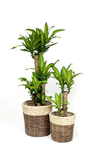 y16܂Ń|Cg3{zϗtA { 8+6 2Zbg Jo[t ^ pL Xe TXxA CeA K̖ bJ NVA U~INJX AJV AX