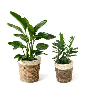 y16܂Ń|Cg3{zϗtA { 8+6 2Zbg Jo[t ^ pL Xe TXxA CeA K̖ bJ NVA U~INJX AJV AX