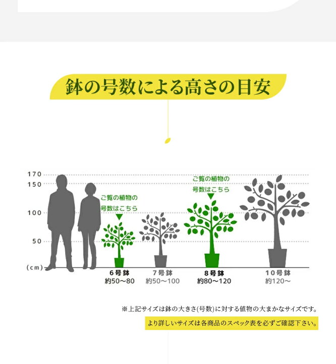 楽天市場 今だけ 肥料プレゼント 観葉植物 8号 6号 2鉢セット 鉢カバー付 大型 おしゃれ インテリア モンステラ 幸福の木 パキラ サンスベリア ポトス 開店祝い 福袋 送料無料 母の日 限定クーポン配布中 観葉植物の専門店 彩植健美