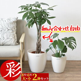 【27日9:59までポイント3倍】観葉植物 8号+6号 2鉢セット 鉢カバー付 大型 おしゃれ インテリア モンステラ 幸福の木 パキラ サンスベリア ユッカ クルシア ザミオクルカス アレカヤシ アンスリウム ポトス オーガスタ ゲッキツ ギフト プレゼント 花 母の日