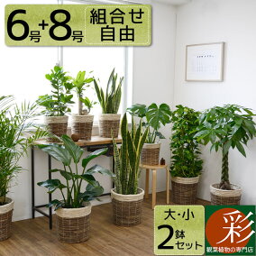 楽天市場 観葉植物 人気ランキング1位 売れ筋商品 リアルタイムランキング