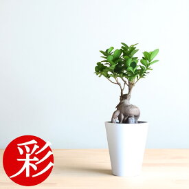 【16日までポイント2倍】観葉植物 本物 ガジュマル接木セラアート鉢 5号鉢 インテリア 開店祝い 移転祝い アジアン おしゃれ 引越し祝い ブラック ホワイト セラート鉢 室内 オフィス ギフト プレゼント