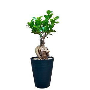 �ϗt�A�� �{�� �K�W���}���ږ؃Z���A�[�g�� 5���� �C���e���A �J�X�j�� �ړ]�j�� �A�W�A�� ������� ���z���j�� �u���b�N �z���C�g �Z���[�g�� ���� �I�t�B�X �M�t�g �v���[���g