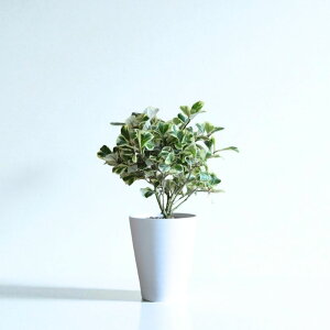 y1101:59܂Ń|Cg2{zϗtA {tBJXgCAMXwn[g̖؁xZA[g 5 CeA JXj ړ]j AWA  zj ubN zCg 