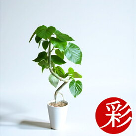 観葉植物 本物 螺旋樹形フィカスウンベラータセラアート鉢 5号鉢 インテリア 開店祝い 移転祝い アジアン おしゃれ 引越し祝い ブラック ホワイト セラート鉢 室内 オフィス ギフト プレゼント