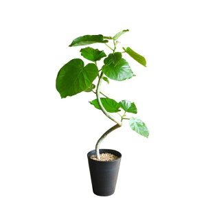 y1101:59܂Ń|Cg2{zϗtA { `tBJXEx[^ZA[g 5 CeA JXj ړ]j AWA  zj ubN zCg Z[g 